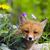 Sherry Henderson's profile image