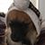Allison Cook Russell's profile image