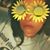 Tassia Whitman's profile image