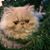 Cheryl Baker's profile image