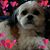 JoLynn Swenson's profile image