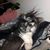 Janice Ambrose's profile image