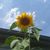 Teri Potter Bentz's profile image