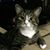 Tracey Carelle Heyl's profile image