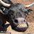 Linda Fischer's profile image