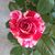 Laura Smaistrla's profile image