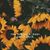Tamarra Brown's profile image