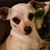 Chata Ellingwood's profile image