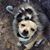 Danny Reed's profile image