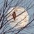 Molly Graf's profile image