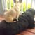 Carol Pino-Williams's profile image