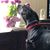 Tabitha Brubaker-Carlson's profile image