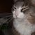 Tiff Any's profile image