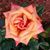 Sophia Lombardelli's profile image
