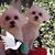 Linda Nicholson's profile image