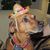 Nina Rossi Whitehurst's profile image