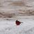 Linda Stambaugh's profile image
