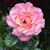Laura Boetcher's profile image
