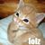 Lisa Levin's profile image