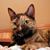 Pearlie Cat's profile image