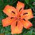 Susan Yauch's profile image