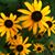 Linda Chenoweth Harlow's profile image