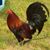 Key's Gamefarm's profile image