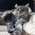 Allyson T Lastusky's profile image