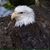 Ragui H. Michael's profile image