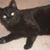 Dezmond Bat's profile image