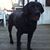 Joyce Ricciardi's profile image