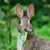Jean Rogers's profile image