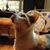 Sue Salazar's profile image