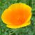 Susanna Furlone's profile image
