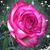 Denise Corsetti Sherman's profile image