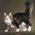 Donna Hinton's profile image