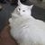 Cheryl Neely Jordan's profile image