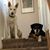 Lauren Evans-White's profile image