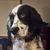 Bob Rouse's profile image