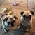 Sharon Fiore Lagueux's profile image