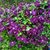 Deb McMinn Reynolds's profile image