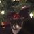 Jackie Westerfer Schindler's profile image
