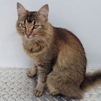 Isabell Blue's profile image