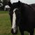 Helen Frederick Hart's profile image
