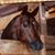 Becky Barnard's profile image