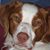 Brittany Brie's profile image