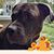 Alexis Picchione's profile image
