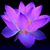Deanna Guesman's profile image