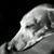 Gwen Campbell's profile image