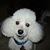 Christine Peczynski Goodman's profile image